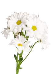 Flowering branch of white chrysanthemum with water drops isolated on white background.