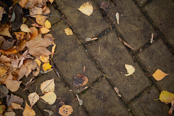 The fallen autumn leaves on the pavement, background of fallen autumn leaves.