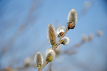 Close up of soft silky, silvery male catkins of goat or pussy willow or great sallow (Salix caprea)