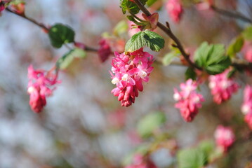 Close up of a dangling raceme of flowering or redflower, red-flowering or red currant (Ribes sanguineum), native to the western United States and Canada