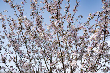 blooming beautiful tree in the park