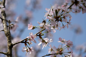 blooming beautiful tree in the park