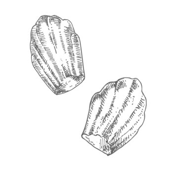 Hand drawn vector fresh french madelene cookies