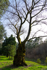 Bidzina Ivanishvili Dendrological Park, Shekvetili