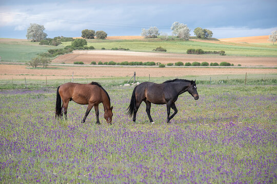 horses grazing in a field of purple flowers. In the background you can see a wide carved field