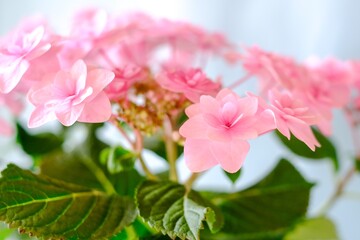 ピンク色の紫陽花