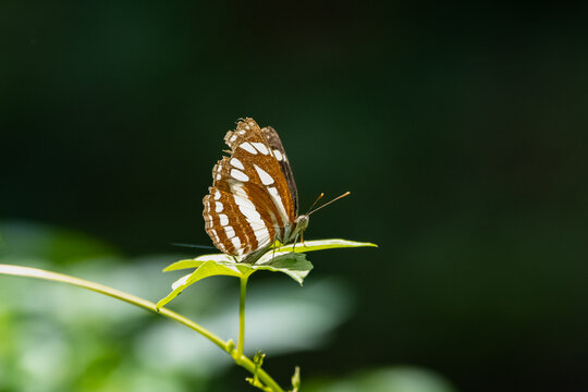 himalayn sergeant, Athyma opalina, butterfly