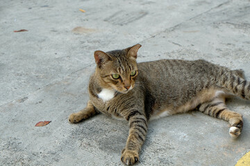 A stray Singapura cat lying on the ground