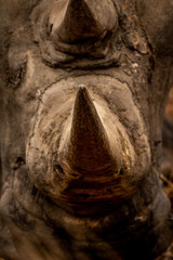 Close up of the horn of a White rhino.