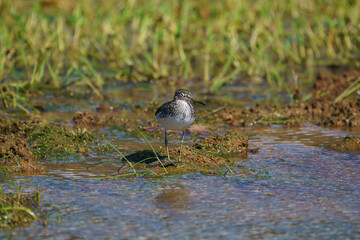 Wood Sandpiper (Tringa glareola) perched on the edge of a small pond