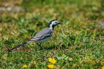 White Wagtail (Motacilla alba) perched on grass