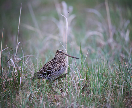 Great snipe on the lek in the meadow in the floodplain of the Pripyat River
