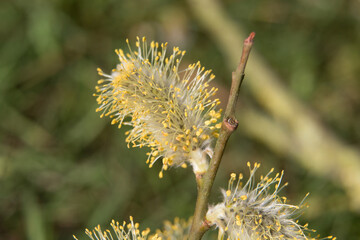 Goat willow, Salix caprea or pussy willow, male catkins blossoming in springtime, close-up view