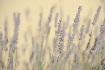 purple lavender flowers with green stems on a yellow faded background, forming a beautiful triad of colors in pastel tones