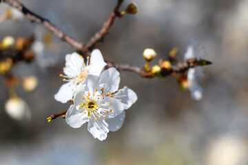 Spring blossoms on the tree. Selective focus.