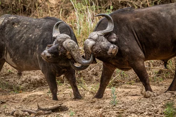 Deurstickers Two African buffalo bulls fighting. © simoneemanphoto