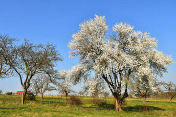 mirabelle blossom on a blue sky