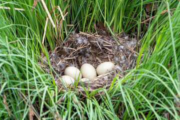 Bird nest on the grass with five white eggs inside
