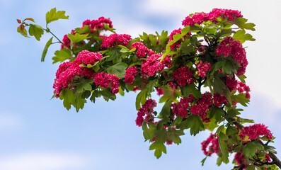 Close-up of blooming pink flowers of Crataegus laevigata rosea flore pleno, commonly referred to as...