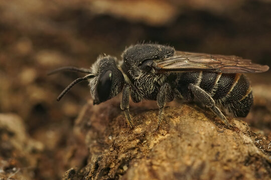 Closeup on a female of a mediterranean cleptoparasite dark bee , Stelis Stelis simillima