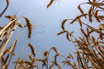 wheat grains stem straw against the blue sky