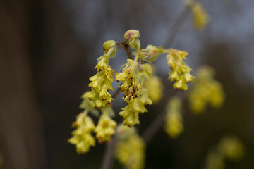 Beautiful Corylopsis spicata flower. Kingdom name is Plantae, Family name is Hamamelidaceae. yellow flowers in the shape of bells, early spring, selective focus
