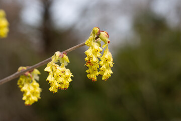 Beautiful Corylopsis spicata flower. Kingdom name is Plantae, Family name is Hamamelidaceae. yellow flowers in the shape of bells, early spring, selective focus