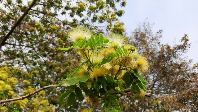 Albizia lebbeck or shirisha tree flowers.
Flowers of Albizia julibrissin close-up. Albizia is a species of tree in the genus Albizia of the Legume family (Fabaceae).
