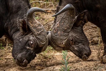 Gordijnen Two African buffalo bulls fighting. © simoneemanphoto