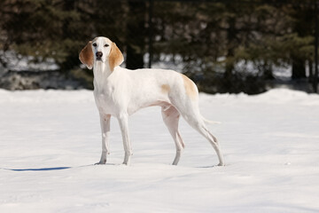 White hound dog on white snow