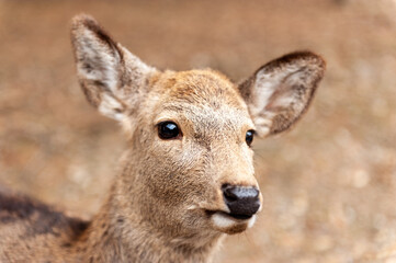 Close-up of a Deer walking in Nara park, Japan.
