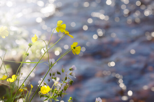 Flowering buttercups at water