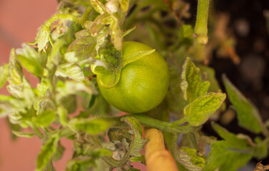 Unripe tomato surrounded by tomato leaves. Developing green tomato. Concept of organic farming, home garden and fresh vegetables.
