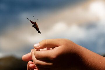 Children 's hands close - up release the butterfly to freedom . Butterfly on the sky background .