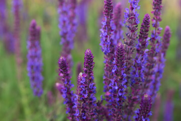 Fototapeta premium A lot of purple wildflowers on green meadow.