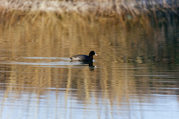 Scenic view of the Eurasian coot swimming in the pond