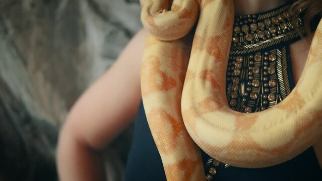 Close-up shot portrait of woman's body, sexually posing with huge yellow snake. Albino anaconda boa wraps around neck attractive adult girl fashion model, studio background. Stylish passionate woman.