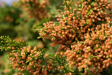 Close-up of spring bright leaves Japanese Sugi pine Cryptomeria Japonica or Cupressus japonica. Japanese cedar or redwood grows in Arboretum Park Southern Cultures in Sirius Adler .