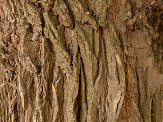 Background. Vertical texture of the bark of a large tree. Copy space.