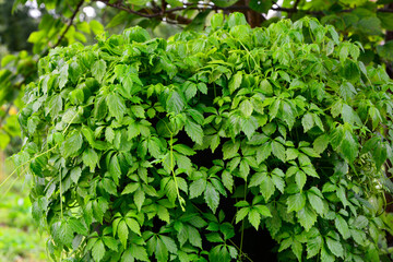 ziele długowieczności, Gynostemma pentaphyllum, Jiaogulan, 