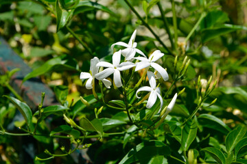 białe kwiaty jaśminu, Jasminum  © kateej