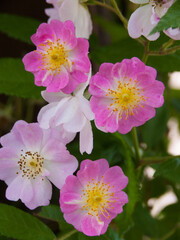 Vertical close-up shot of musk rose flowers growing in the garden. - obrazy, fototapety, plakaty