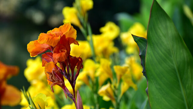 Selective focus shot of orange canna flowers