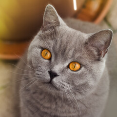 Grey British Shorthair cat with amazing copper / amber eyes, sitting on the floor and looking up