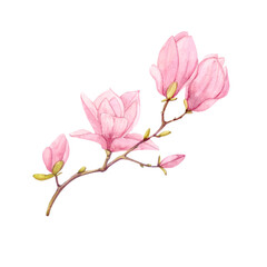 A sprig of Magnolia. An illustration drawn in watercolor. Spring pink flowers.