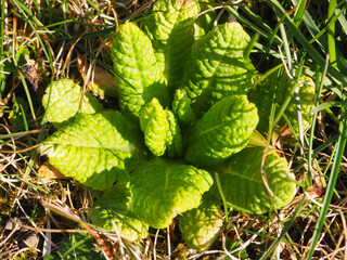 Close-up shot of a bush of lemon balm growing on the ground.