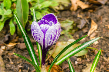 Purple crocus blossom close up. Blooming suffron or crocus flowers in the garden. Spring flowers with dew drops