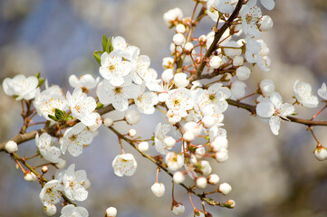 Apple blossom in spring close up. Selective focus.
