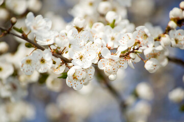 Apple blossom in spring close up. Selective focus.