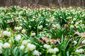 The first spring snowflake flowers also called loddon lily or leucojum vernum in the forest. Spring blooming flowers. Blossoming snowflakes in european forest